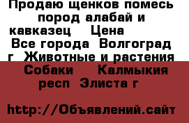 Продаю щенков помесь пород алабай и кавказец. › Цена ­ 1 500 - Все города, Волгоград г. Животные и растения » Собаки   . Калмыкия респ.,Элиста г.